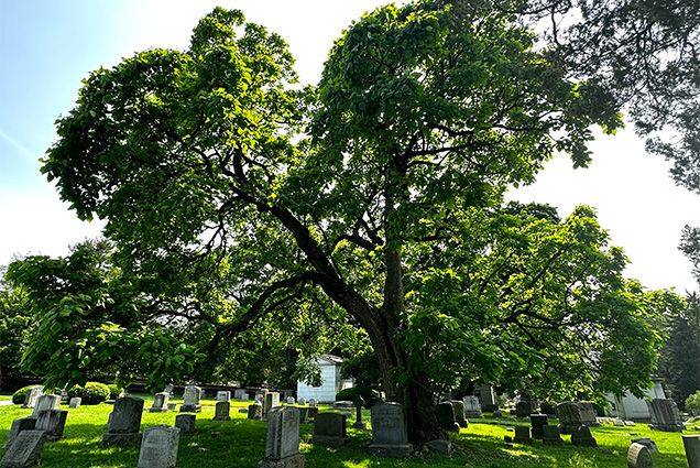 A graveyard at Laurel Hill with trees.